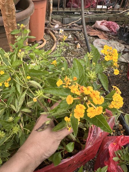 爆款植物：超人氣的紫花與黃花馬纓丹，是打造綠意護坡的絕佳植栽選擇。 馬纓丹, 護坡植物, 圍籬植栽, 寬乘園藝