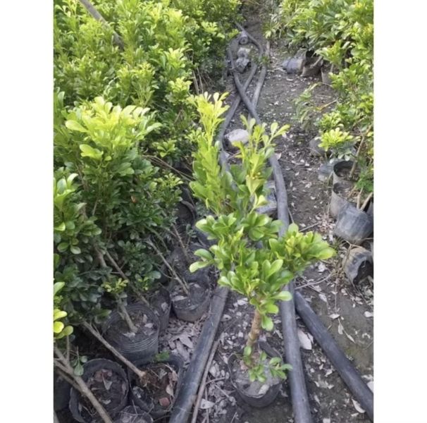【寬乘職人】樹蘭 3吋袋苗(20-30cm)｜產地直發 米碎蘭 密植綠籬 圍籬植物 隔音防風 抗污染 庭園造景 