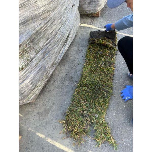 【寬乘職人｜耐陰首選巴西地毯草】露營區與半日照造景必備  代工種植 