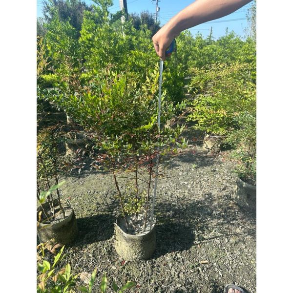 【寬乘職人】南天竹 2-3尺｜ 禪意植物 觀葉觀果 日式庭園 別墅造景 景觀工程 