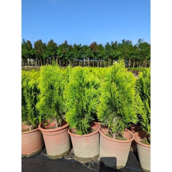 【黃金扁柏】質感綠籬｜庭園造景 陽台植物 景觀工程 圍籬植物 招財 觀葉植物 盆栽 黃金扁柏, 扁柏, 6吋盆, 招財植物, 風水盆栽, 綠籬植物, 圍籬植物, 庭園造景, 景觀工程, 陽台植物, 觀葉植物, 寬乘職人, 田尾苗木, 戶外盆栽