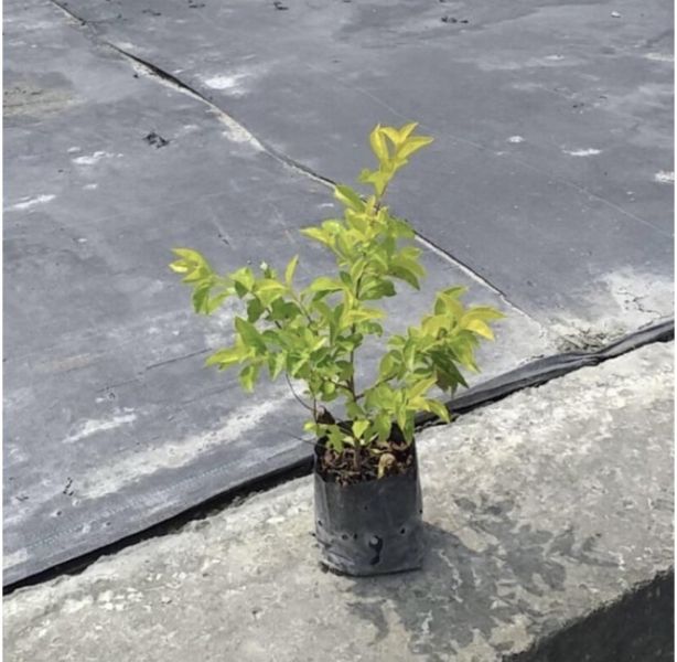 【寬乘職人】金露花 3吋袋苗(20-30cm)｜產地直發 圍籬植物 綠籬 紫色小花 庭園造景 耐寒耐熱 