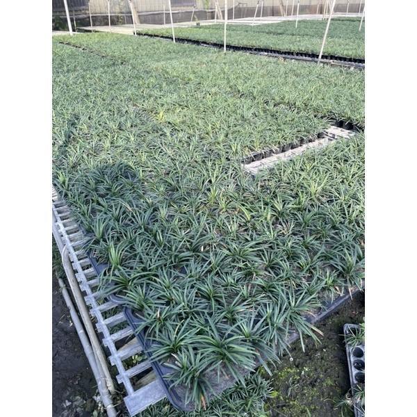 【產地直發】翠綠玉龍草 160元/盤(40株)｜耐陰地被 植物 庭園造景 景觀工程 草皮 草毯 玉龍草盤苗, 翠綠玉龍草, 耐陰地被植物, 庭園造景草皮, 車庫草皮縫隙, 景觀工程植栽, 寬乘園藝
