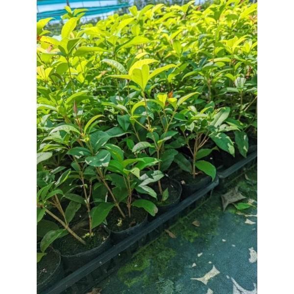 【寬乘職人】桂花苗 四季桂 香花植物 
