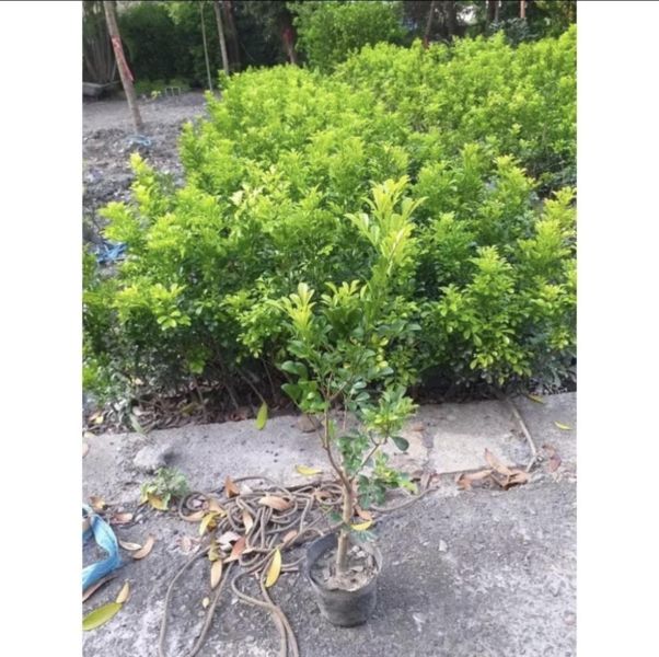 【寬乘職人】樹蘭 3吋袋苗(20-30cm)｜產地直發 米碎蘭 密植綠籬 圍籬植物 隔音防風 抗污染 庭園造景 