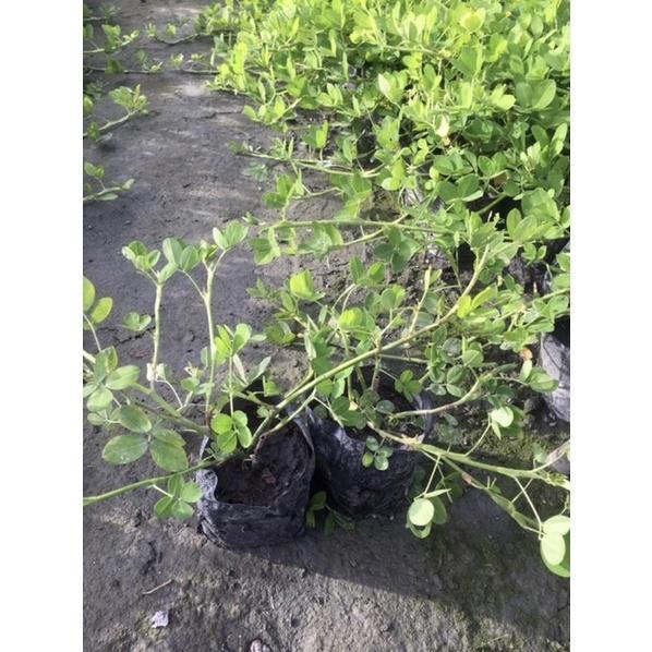 【寬乘職人】蔓花生 3吋袋苗｜產地直發 黃金地毯 草皮替代 耐旱地被 蔓花生, 蔓花生袋苗, 黃金地毯, 地被植物, 草皮替代, 景觀植物批發, 寬乘園藝
