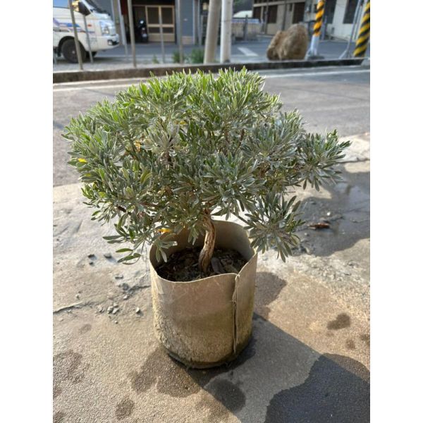【寬乘職人】單幹芙蓉菊產地直發 獨立主幹 迎客松姿態 辟邪植物 鎮宅 觀葉植物 