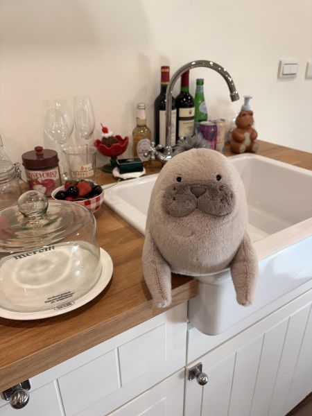 現貨 Jellycat 海獅 Jellycat,Jellycat海獅,Roarwell Sea Lion,海獅玩偶,療癒玩偶,英國玩偶,生日禮物,Sweetsour