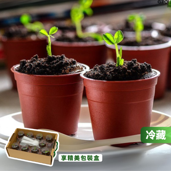 小豆苗盆栽蛋糕(10入/盒) 蛋糕、提 拉 米 蘇 蛋糕、台灣 推薦 伴 手 禮、台湾 伴 手 禮、台灣 的 伴 手 禮、伴 手禮、台灣 特色 伴 手 禮、台灣 伴 手 禮 推薦、中秋 節禮 盒、中秋送禮推薦、木匠 手 作 推薦