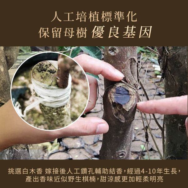 原木香 黃金綠棋楠沉香手串珠 (圓珠款) 贈玻璃罐+養珠粉 重油款 6mm-20mm 清涼甜香 手串 沉香 沉香手串 棋楠 奇楠 提神醒腦 避邪 除障 淨化磁場 安神 定心 提升正能量 佛珠 手串 棋楠 棋楠沉香 綠棋楠 奇楠 黃金綠棋楠 原木香
