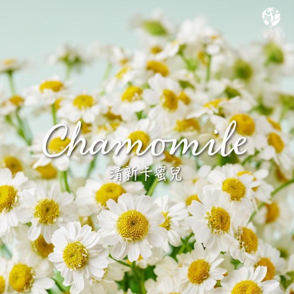 清新卡蜜兒 Chamomile ｜鳳梨綠葡萄戚風蛋糕｜2026母親節限定 母親節蛋糕