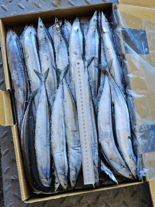 (免運)特大秋刀魚 每箱10公斤(含箱重) 約55尾 
