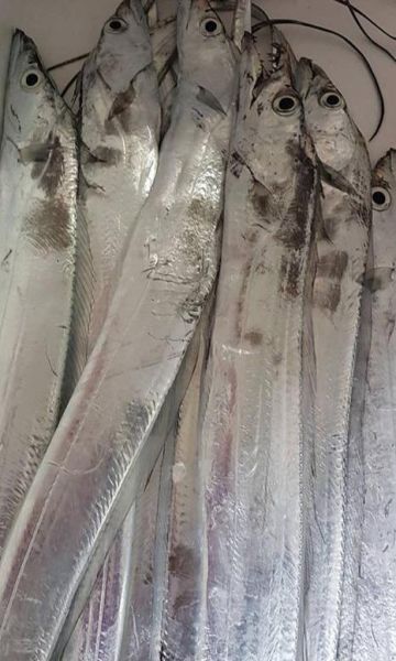 本港現撈白帶魚 已殺(去嘴去肚)300g以上 