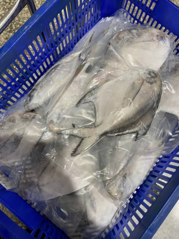 野生白鯧 每隻 600~700 g 