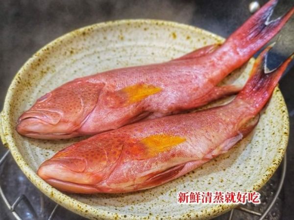 野生紅鰷石斑 每隻500g 以上 