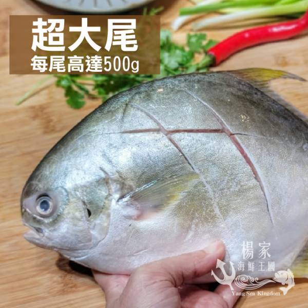 富貴黃金鯧500g上/尾 