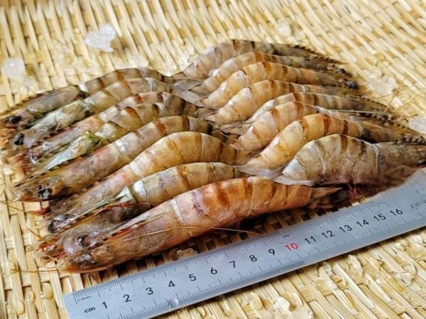 《免運》野生肥豬蝦500g *4盒/組 約11-14隻 隨機出貨 