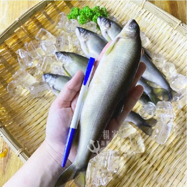 巨無霸(母)香魚4-6隻/900g 