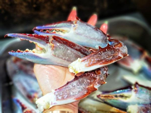 青花蟹腳(巨無霸) 每箱淨重1.5公斤蟹螯約15隻上下 