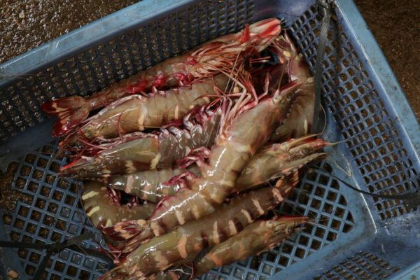 巨無霸手臂野生海草蝦 每盒淨重500g ±10% 3-4/隻 