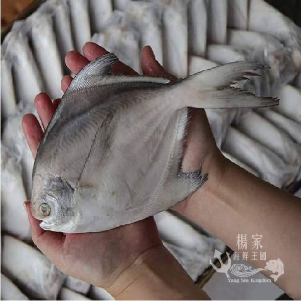 野生白鯧 200g以上/尾 