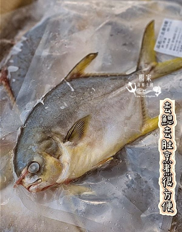 台灣純海水生長【黃金鲳】 每隻超過600g 無包冰純重呦!! 
