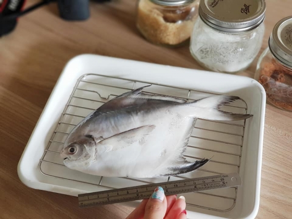 野生白鯧 200g以上/尾 