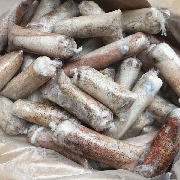 (免運) 菲律賓活凍軟絲 200g以上 *10隻/組 