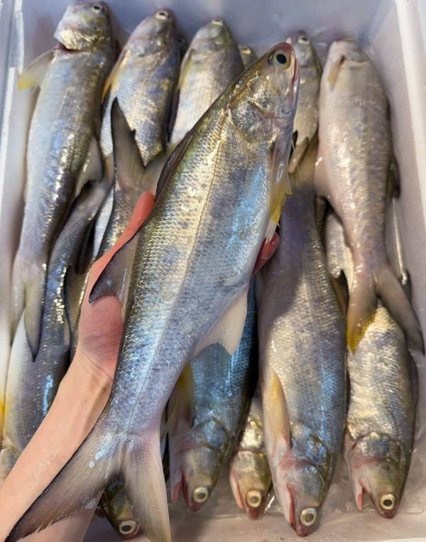 台灣現撈午仔魚 (三去去鰓去肚去鱗) 