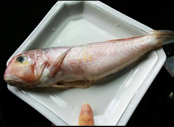 野生馬頭魚 (去鱗去鰓去肚) 每隻200g 以上 