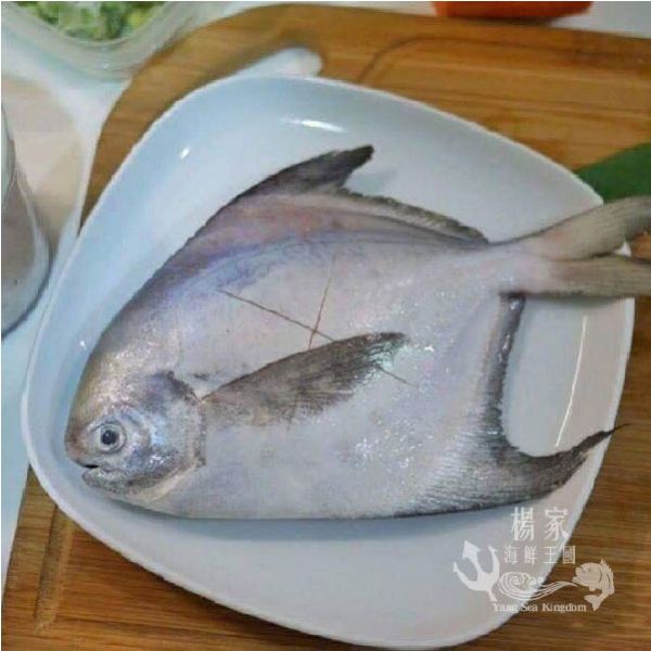 野生白鯧 200g以上/尾 