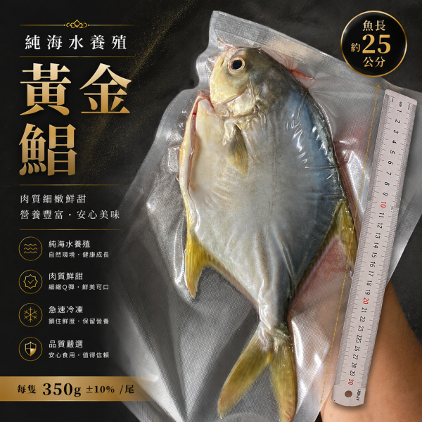 純海水生長 黃金鯧 350g ±10%/尾 