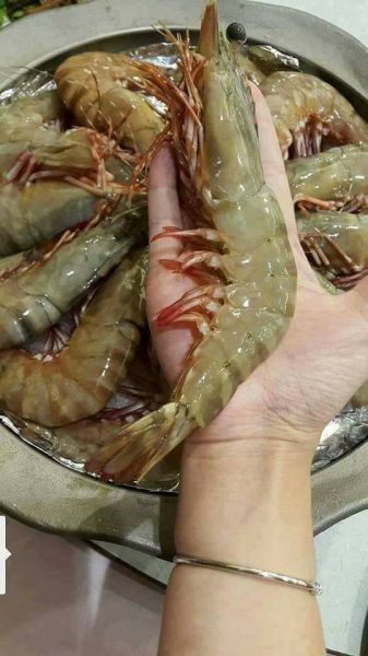 巨無霸手臂野生海草蝦 每盒淨重500g ±10% 3-4/隻 