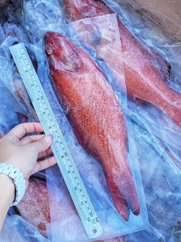 野生紅鰷石斑 每隻500g 以上 