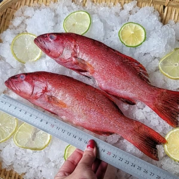 野生燕尾紅鰷 每隻400g 以上 