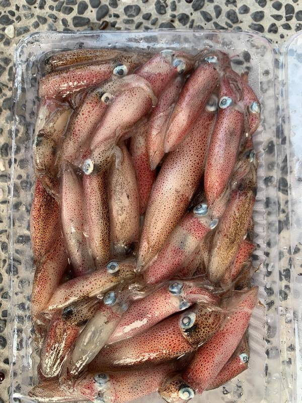 《免運》野生咪咪小卷 每盒重量250g 以上 25-45隻*10盒 