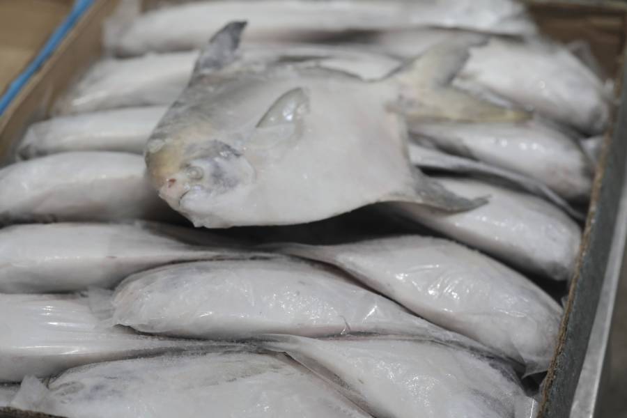 野生白鯧 每隻 600~700 g 