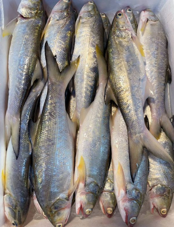 台灣現撈午仔魚 (三去去鰓去肚去鱗) 