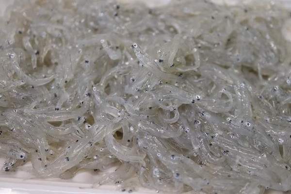 (免運專案) 南方澳吻仔魚 200g *10盒 
