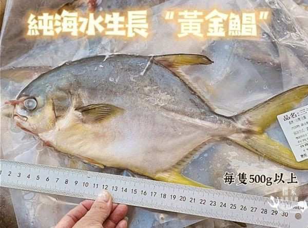 台灣純海水生長【黃金鲳】 每隻超過600g 無包冰純重呦!! 
