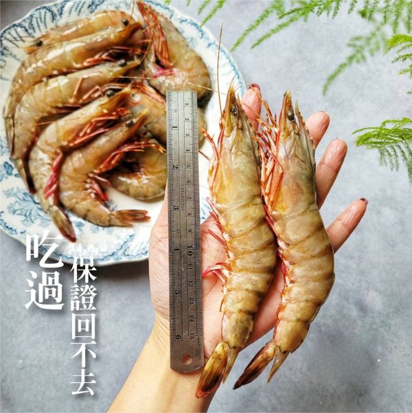 (限時特價) 野生肥豬蝦 約11-12隻 500g 隨機出貨 