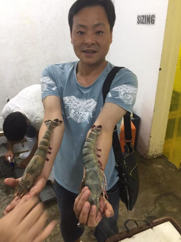 巨無霸手臂野生海草蝦 每盒淨重500g ±10% 3-4/隻 