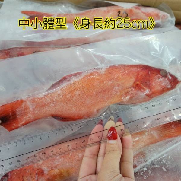 野生小燕紅條 300g上 