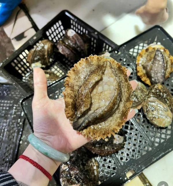 (免運)御品半殼巨無霸鮑魚 2~3顆 淨重550g 正負10%(禮盒裝) 
