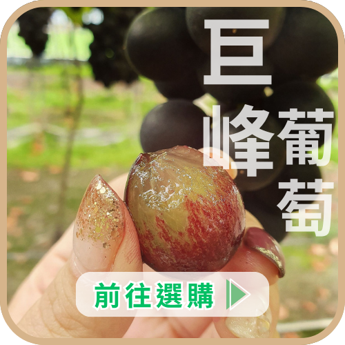 巨峰葡萄CTA