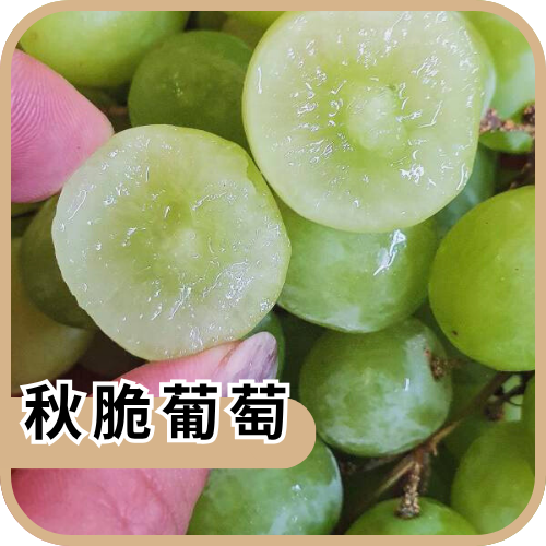 秋脆葡萄