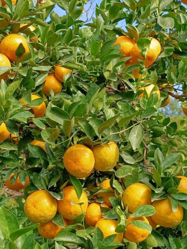 (預購-12月中出貨)苗栗爆汁帝王柑 