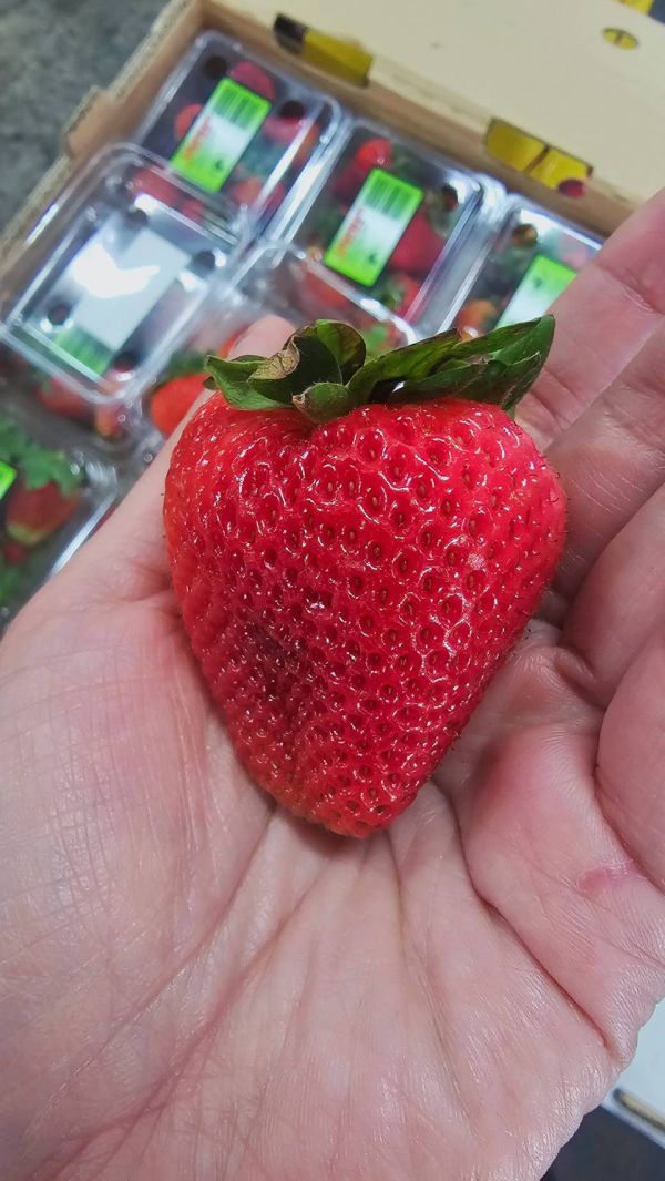 紐西蘭好吃草莓 