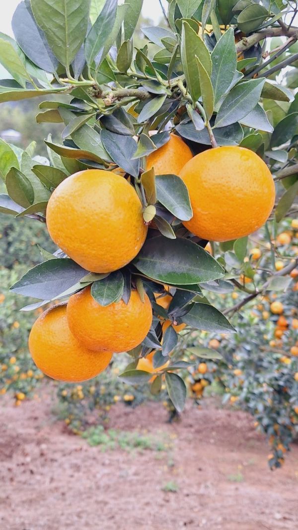 (預購-12月中出貨)苗栗爆汁帝王柑 