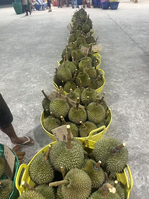 泰國皇室長柄榴槤-空運到貨 